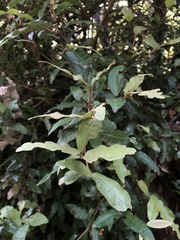 Aextoxicon punctatum