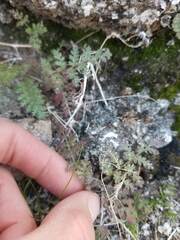 Phacelia distans