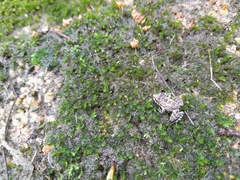 Thoropa miliaris
