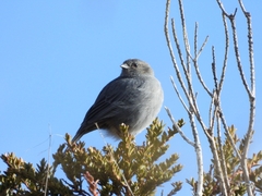 Geospizopsis unicolor