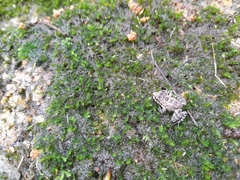 Thoropa miliaris