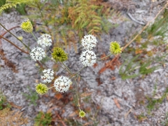 Trachymene composita