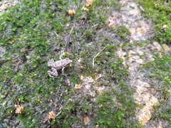 Thoropa miliaris