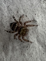 Thorelliola ensifera