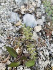 Phacelia distans