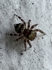 Thorelliola ensifera