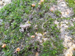 Thoropa miliaris