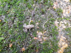Thoropa miliaris