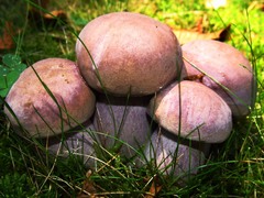 Tylopilus plumbeoviolaceus