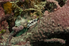 Goniobranchus geometricus