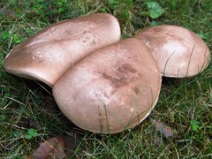 Tylopilus plumbeoviolaceus