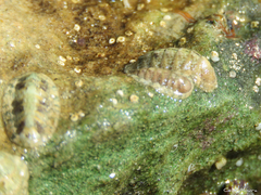 Ischnochiton striolatus