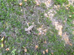 Thoropa miliaris