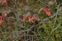 Gladiolus vandermerwei