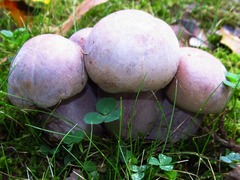 Tylopilus plumbeoviolaceus