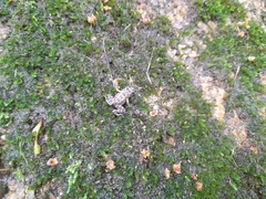 Thoropa miliaris
