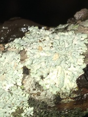 Physcia americana