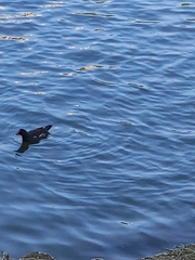 Gallinula chloropus chloropus