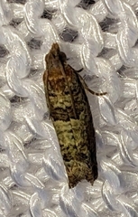 Pseudexentera knudsoni