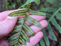 Polypodium calirhiza