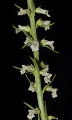 Anarrhinum orientale