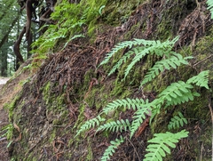 Polypodium calirhiza