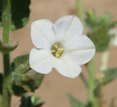 Nicotiana benthamiana