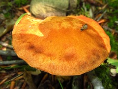 Aureoboletus roxanae