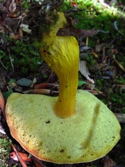 Aureoboletus roxanae