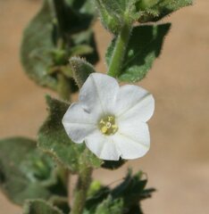 Nicotiana benthamiana