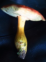 Aureoboletus roxanae