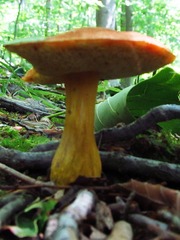 Aureoboletus roxanae