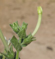Nicotiana benthamiana
