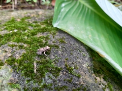 Thoropa miliaris