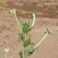 Nicotiana benthamiana