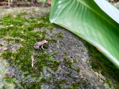 Thoropa miliaris
