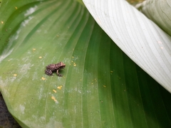 Thoropa miliaris