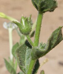 Nicotiana benthamiana