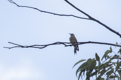 Melanerpes hypopolius