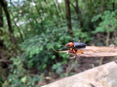 Lasiocnemoides ruficollis