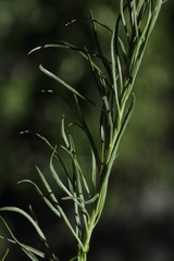 Anarrhinum orientale