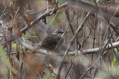 Aimophila notosticta