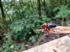Lasiocnemoides ruficollis