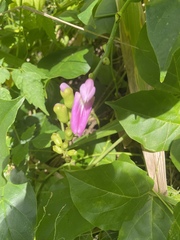 Canavalia cathartica