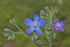 Anchusa azurea