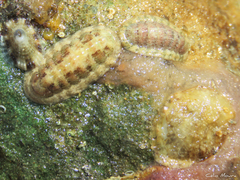 Ischnochiton striolatus