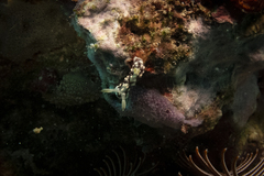 Goniobranchus geometricus