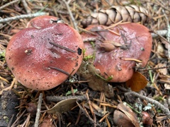 Gomphidius subroseus