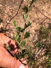 Dodonaea triangularis