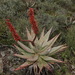 Cape Aloe - Photo (c) desertnaturalist, some rights reserved (CC BY), uploaded by desertnaturalist